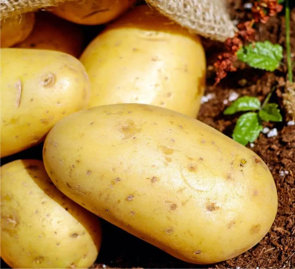 Suggerimenti per la conservazione delle patate da semina ...