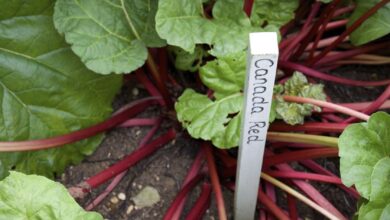 Photo of Sunrise Rhubarb Variety – Come coltivare le piante di rabarbaro Sunrise Rhubarb