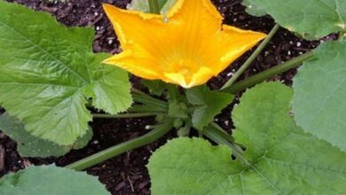 Photo of Taglio delle foglie di zucca – Devo togliere le foglie di zucca?