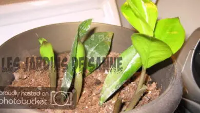 Photo of Talee di foglie ZZ – Consigli per la propagazione delle piante ZZ