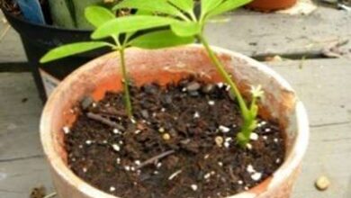 Photo of Talee di piante di Schefflera : Consigli per la propagazione delle talee di Schefflera