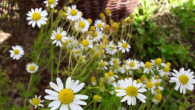 Photo of Tè alla camomilla per il giardino: consigli per l’uso della camomilla in giardino