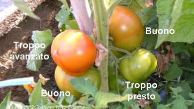 Photo of Tempo di raccolta del pomodoro : Quando raccogliere i pomodori
