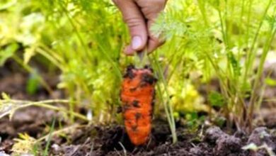Photo of Tempo di raccolta delle carote – Come e quando raccogliere le carote in giardino