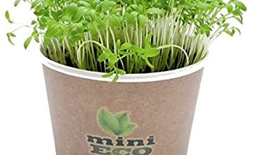 Photo of Thumb Lettuce Care – Imparare a far crescere le piante di lattuga pollice.