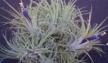 Photo of Tillandsia: Si può riportare in vita una pianta dall’aria?