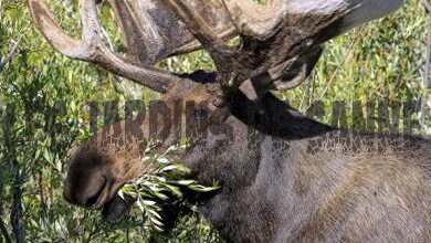 Photo of Tipi di detergenti per alci – Consigli per tenere gli alci fuori dal giardino