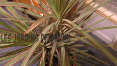 Photo of Tipi di dracaena: Scoprite le diverse piante di dracaena