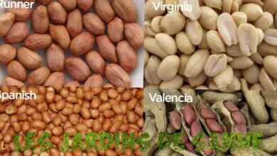 Photo of Tipi di piante di arachidi: Scopri le diverse varietà di arachidi