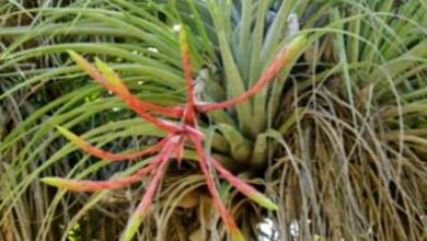 Photo of Tipi di Tillandsia – Quante varietà di piante aeree ci sono?