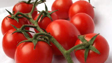 Photo of Tossicità delle piante di pomodoro – I pomodori in scatola ti avvelenano