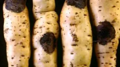 Photo of Trattamento del marciume della patata dolce: controllo del marciume molle nelle piante di patata dolce