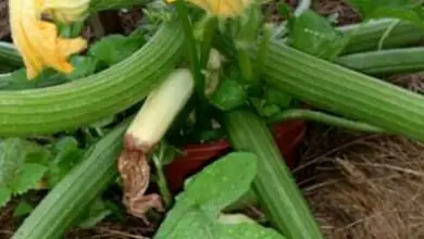 Photo of Trattamento del marciume delle zucchine: fissare il marciume del fiore nella zucchina