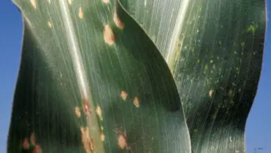 Photo of Trattamento dell’atrofia del mais – Come trattare le piante di mais dolce stentate