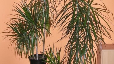 Photo of Trattamento delle dracene malate – Come gestire le malattie della pianta di dracena