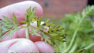 Photo of Trattamento delle macchie di foglia di carota: per saperne di più sulle macchie di foglia di carota