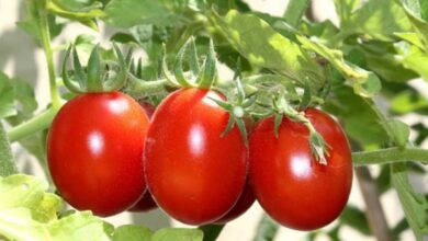 Photo of Usi di Champion e altri pomodori – Come coltivare una pianta di pomodoro Champion