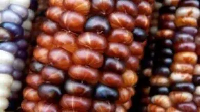 Photo of Usi ornamentali del mais: Consigli per la coltivazione del mais ornamentale