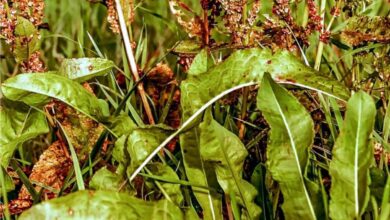 Photo of Uso delle erbe di acetosa – Come preparare le piante di acetosa