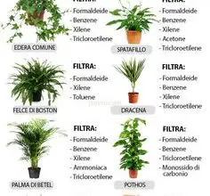 Photo of Uso di pesticidi per interni: usare pesticidi e altre sostanze chimiche sulle vostre piante d’appartamento