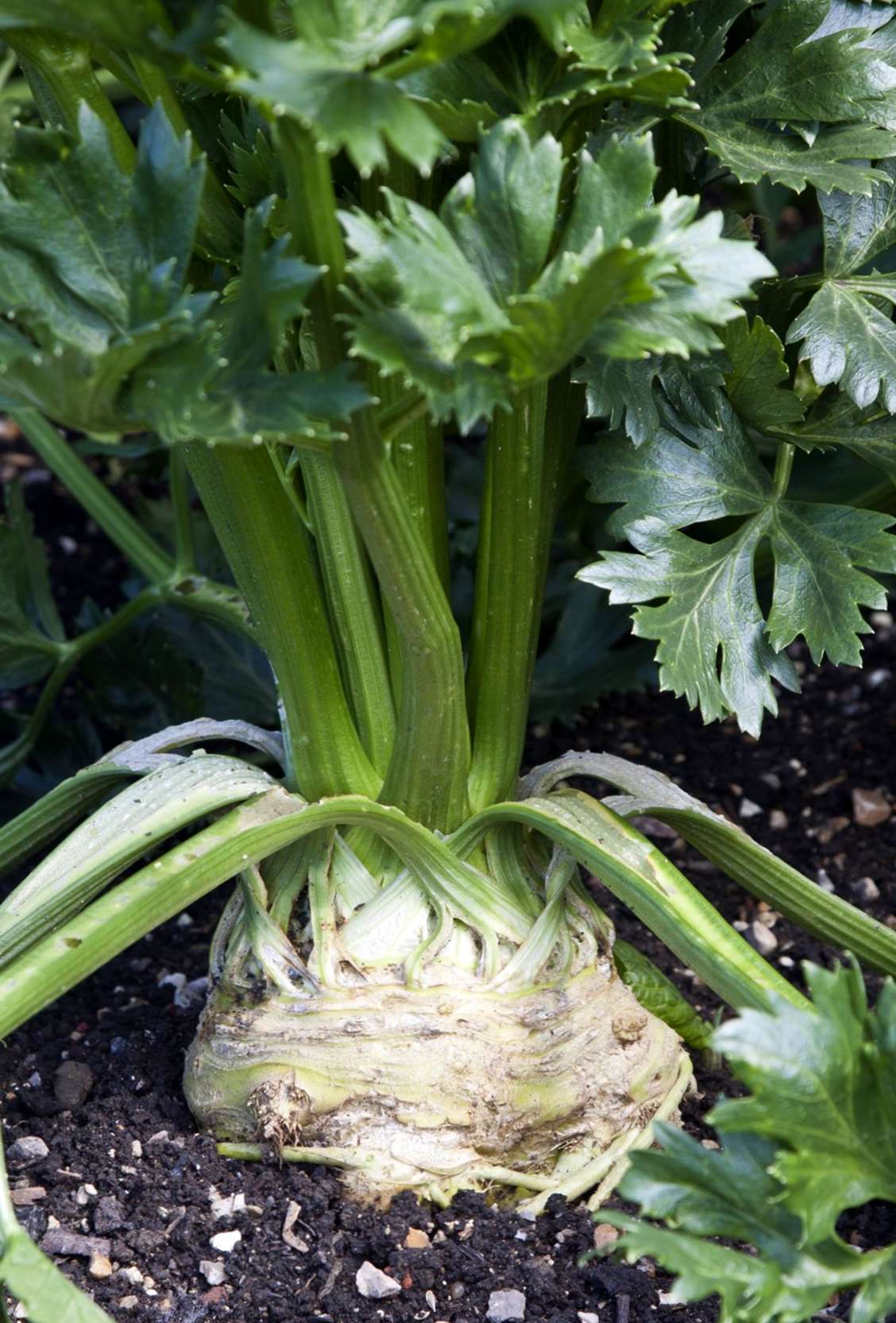 Varietà comuni di sedano i diversi tipi di sedano Il Giardino Commestible Varietà comuni di sedano i diversi tipi di sedano Il Giardino Commestible