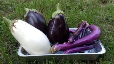 Photo of Varietà di melanzane italiane: consigli per la coltivazione e l’utilizzo delle melanzane italiane