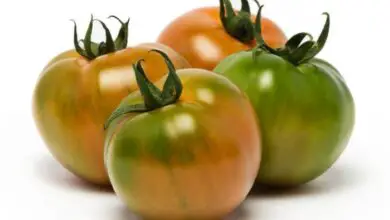 Photo of Varietà di pomodoro verde – Pomodori a peperone verde in crescita