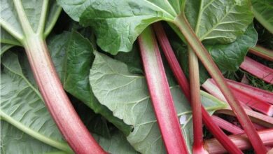 Photo of Varietà di rabarbaro rosso – Come coltivare il rabarbaro rosso