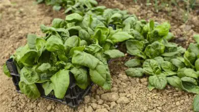 Photo of Varietà di spinaci popolari: coltivazione di diversi tipi di spinaci