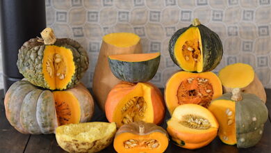 Photo of Varietà di zucca comuni: le migliori varietà e tipi di zucche da coltivare