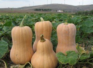 Photo of Varietà di zucca Crookneck: come coltivare piante di zucca Crookneck