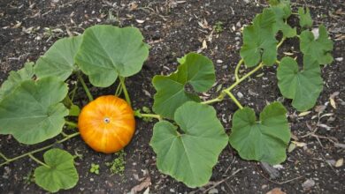 Photo of Varietà di zucca invernale: come scegliere una pianta di zucca invernale