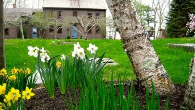 Photo of Varietà provenienti dalla Svezia: Allevamento di piante da giardino svedese