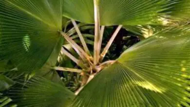 Photo of Ventola di Palm Houseplant: Come coltivare le palme a ventaglio al chiuso
