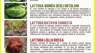 Photo of Verdure belle per il fogliame: consigli sull’uso di alimenti come ornamenti