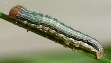 Photo of Vermi che mangiano il sedano: i bruchi sulle piante di sedano sono un parassita
