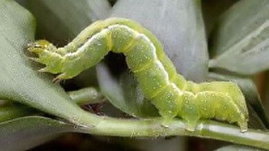 Photo of Vermi su broccoli – Bruchi su testa di broccolo