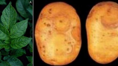 Photo of Viroide dell’affusolamento dei tuberi di patata: trattamento della patata con il viroide dell’affusolamento dei tuberi