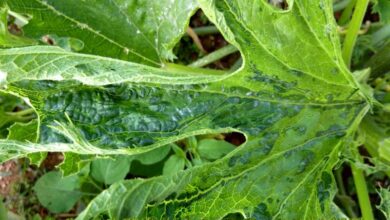 Photo of Virus del mosaico della barbabietola: come prevenire il virus del mosaico della barbabietola