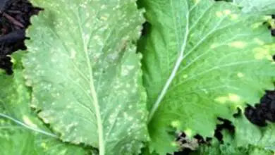 Photo of White Rusty Turnips: Cosa causa le macchie bianche sulle foglie di rapa?