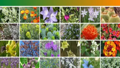 Photo of 10 benefici del giardinaggio idroponico che non avete mai sperimentato prima