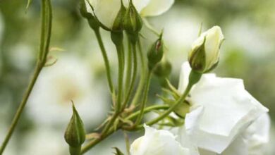 Photo of 10 fiori che dovrebbero essere nel vostro giardino