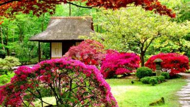 Photo of 10 semplici passi per coltivare un giardino con un budget