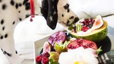 Photo of 12 frutta e verdura tossica per cani