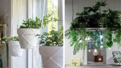 Photo of 13 idee sorprendenti per le vostre piante d’appartamento