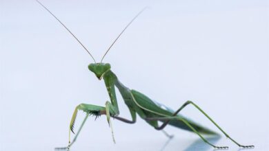 Photo of 14 dei peggiori parassiti da giardino e come controllarli