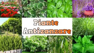 Photo of 14 piante repellenti per le zanzare che respingono davvero le zanzare e le tengono lontane