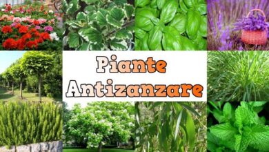 Photo of 14 piante repellenti per le zanzare che respingono davvero le zanzare e le tengono lontane