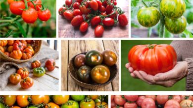 Photo of 15 delle migliori varietà di pomodori da piantare nel vostro giardino