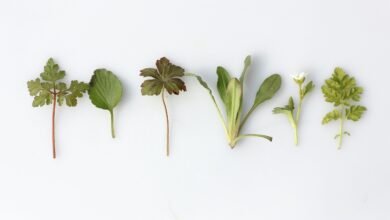 Photo of 15 erbe medicinali che potete cercare nel vostro giardino